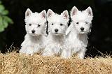 WESTIE 117